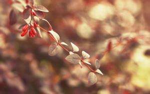 Leaves Warm Blur HD wallpaper thumb