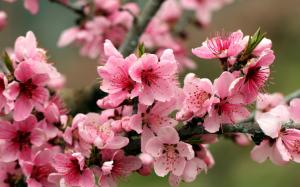 Spring, apple tree, pink flowers blossoms wallpaper thumb