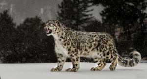 Snow leopard wallpaper thumb