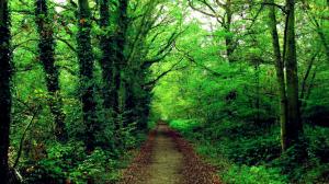 Green Forest Path wallpaper thumb