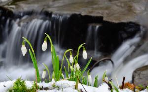 Snowdrop flowers, snow, waterfall wallpaper thumb