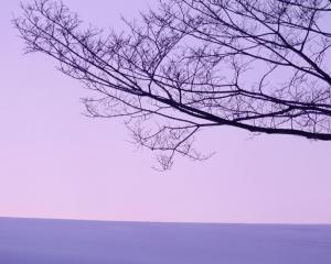 Landscape, Branch, Purple wallpaper thumb