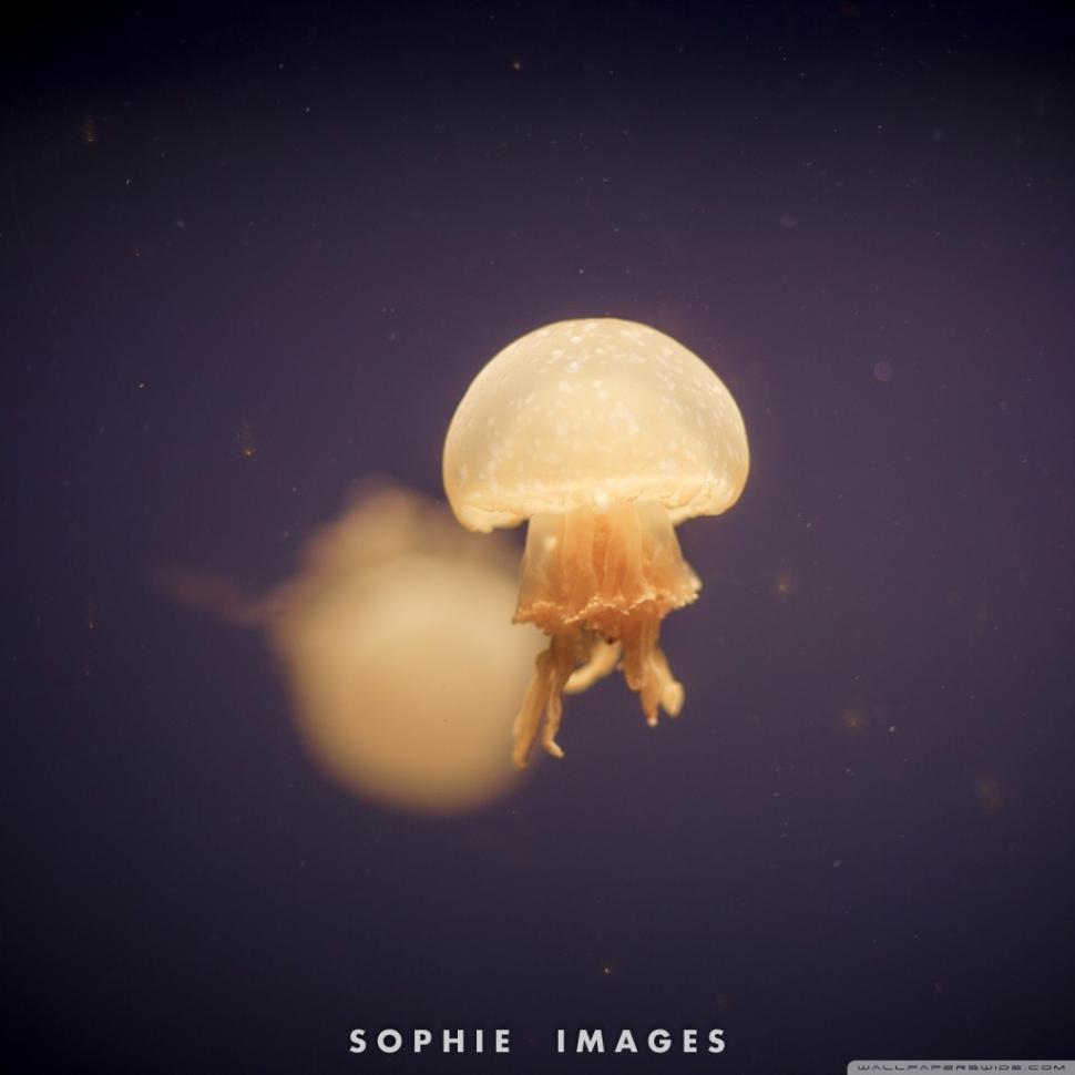 Jellyfish, Underwater, Photography wallpaper,jellyfish wallpaper,underwater wallpaper,photography wallpaper,1024x1024 wallpaper