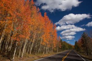 Autumn road trees wallpaper thumb
