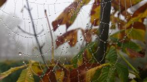 Spiderwebs, Water Drops, Nature, Leaves wallpaper thumb