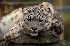 Snow leopard eyes wallpaper thumb