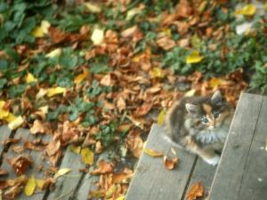 let me in .... animal autumn cat kitten kitty LOOKING Pet stairs tabby waiting HD wallpaper thumb