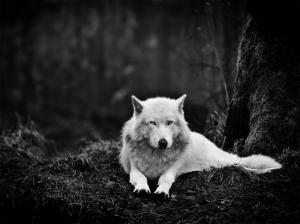 White Wolf, Wolf, Animals, Monochrome, Wildlife wallpaper thumb