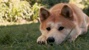 Cute Akita Dog  Best Desktop Images wallpaper thumb
