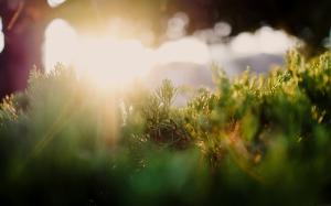 Photography, Sun Rays, Grass, Plants wallpaper thumb