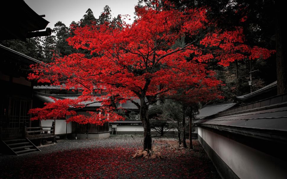 Japan, house, tree, red leaves, autumn wallpaper,Japan HD wallpaper,House HD wallpaper,Tree HD wallpaper,Red HD wallpaper,Leaves HD wallpaper,Autumn HD wallpaper,1920x1200 wallpaper