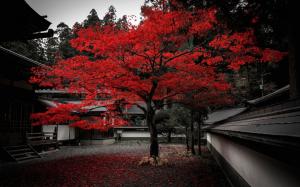 Japan, house, tree, red leaves, autumn wallpaper thumb