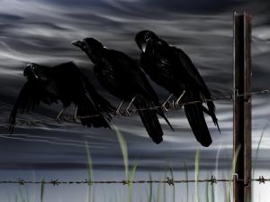 Crow Bird Barb Wire HD wallpaper thumb