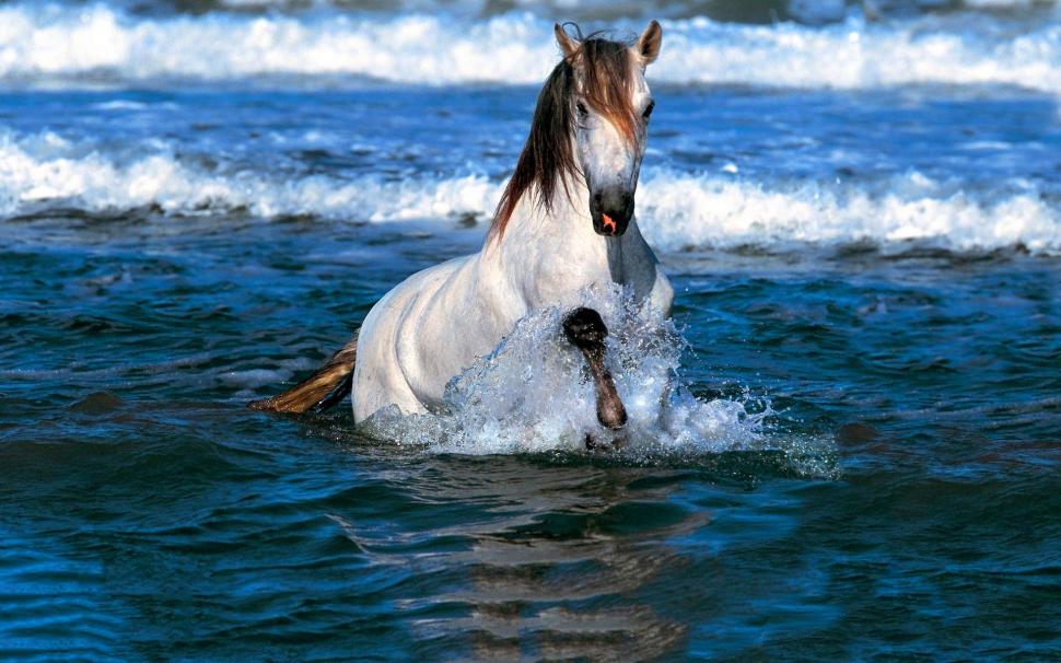Horse in water wallpaper,horse HD wallpaper,water HD wallpaper,beach HD wallpaper,1920x1200 wallpaper