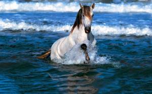Horse in water wallpaper thumb