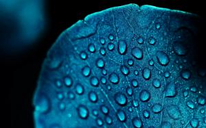 Macro leaf, blue, water drops wallpaper thumb