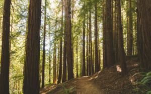 Redwood Path Trail Forest Trees HD wallpaper thumb