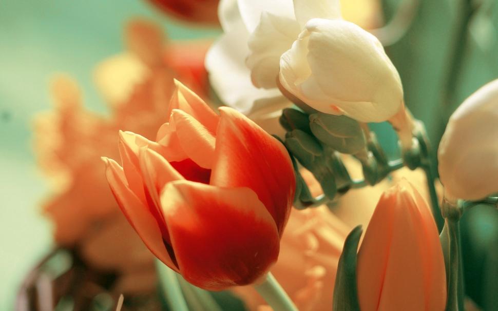 Orange and white tulip flowers, petals wallpaper,Orange HD wallpaper,White HD wallpaper,Tulip HD wallpaper,Flowers HD wallpaper,Petals HD wallpaper,1920x1200 wallpaper