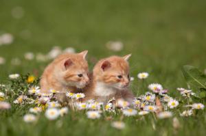 Small cats in nature wallpaper thumb