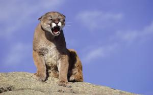 Yawning cougar wallpaper thumb