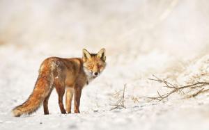 Little fox in the snow wallpaper thumb