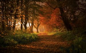 Nature, Landscape, Forest, Fall, Path, Leaves, Sunlight, Germany, Morning wallpaper thumb