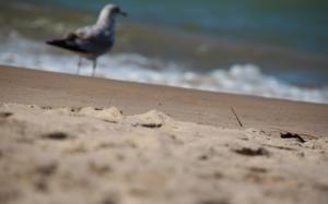 Beach Bird Seagull Macro Blur Sand HD wallpaper thumb