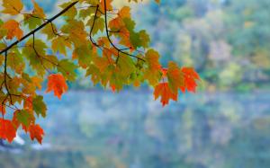 Maple leaves, branch, autumn, red, green, bokeh wallpaper thumb