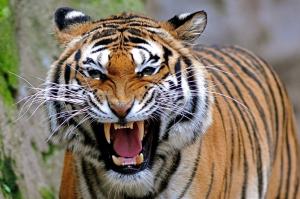 Angry Tiger wallpaper thumb