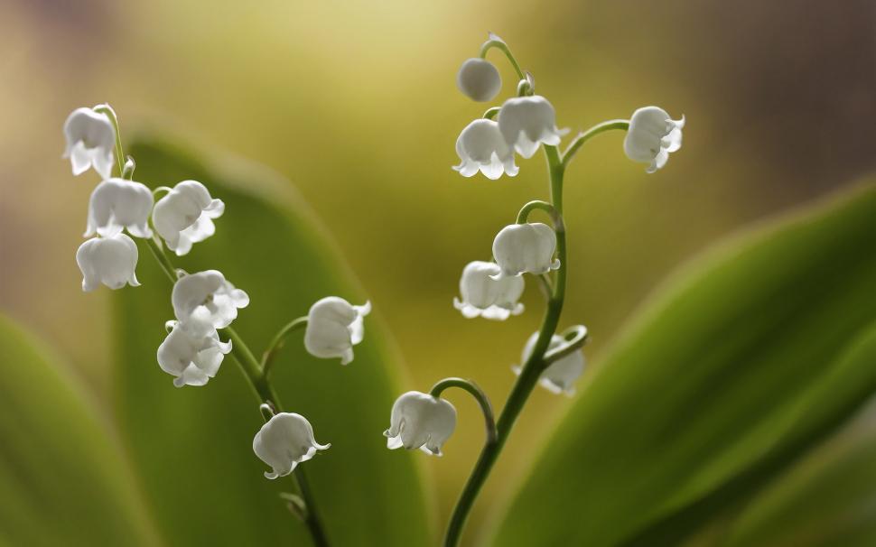 Lilies of the valley, white little flowers wallpaper,Lilies HD wallpaper,Valley HD wallpaper,White HD wallpaper,Little HD wallpaper,Flowers HD wallpaper,1920x1200 wallpaper
