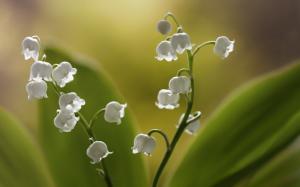 Lilies of the valley, white little flowers wallpaper thumb