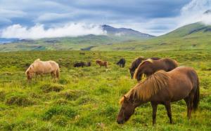 Iceland, horse, mountain, prairie wallpaper thumb