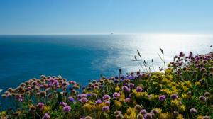 England, Irish Sea, puffin Island, flowers, sea, landscape, blue sky wallpaper thumb