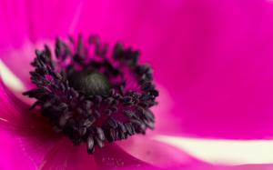 Flower Macro Pink HD wallpaper thumb