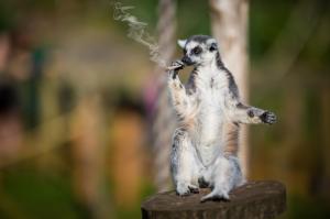 Lemur smoker wallpaper thumb