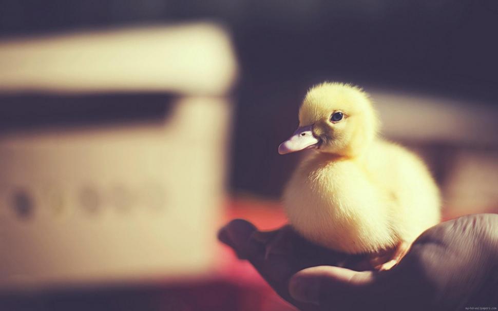 Little chick in a hand wallpaper,chick HD wallpaper,animal HD wallpaper,chicken HD wallpaper,hand HD wallpaper,1920x1200 wallpaper