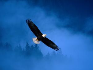 Flight of Freedom Bald Eagle wallpaper thumb