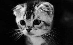 Cute Gray Kitten wallpaper thumb