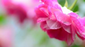 Pink roses, petals, water drops, drops of water, flower wallpaper thumb