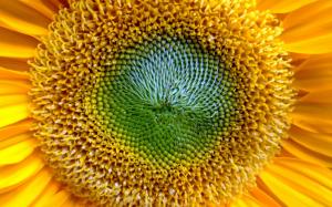 Lovely Sunflowers Widescreen HD wallpaper thumb