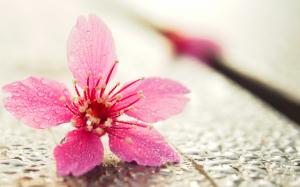 Pink flower close-up, water drops wallpaper thumb
