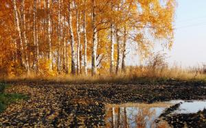 Road, birch, autumn, nature scenery wallpaper thumb