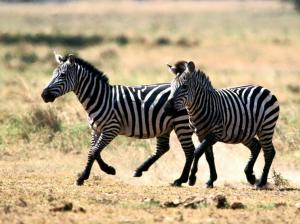 Zebra, Animal, Horse, Black And White, Running wallpaper thumb