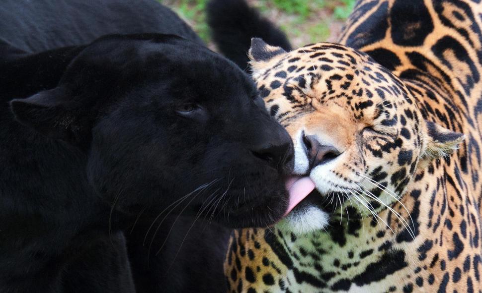 Jaguar Black Panther *** wallpaper | animals | Wallpaper Better