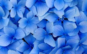 Blue flowers wallpaper thumb