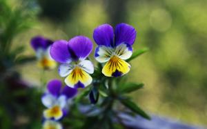 Two pansies flowers, green background wallpaper thumb