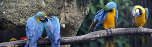 Blue and yellow macaws, Singapore wallpaper thumb