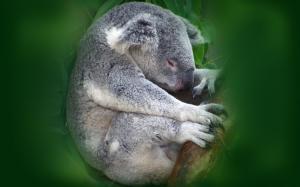 Koala Sleeping wallpaper thumb