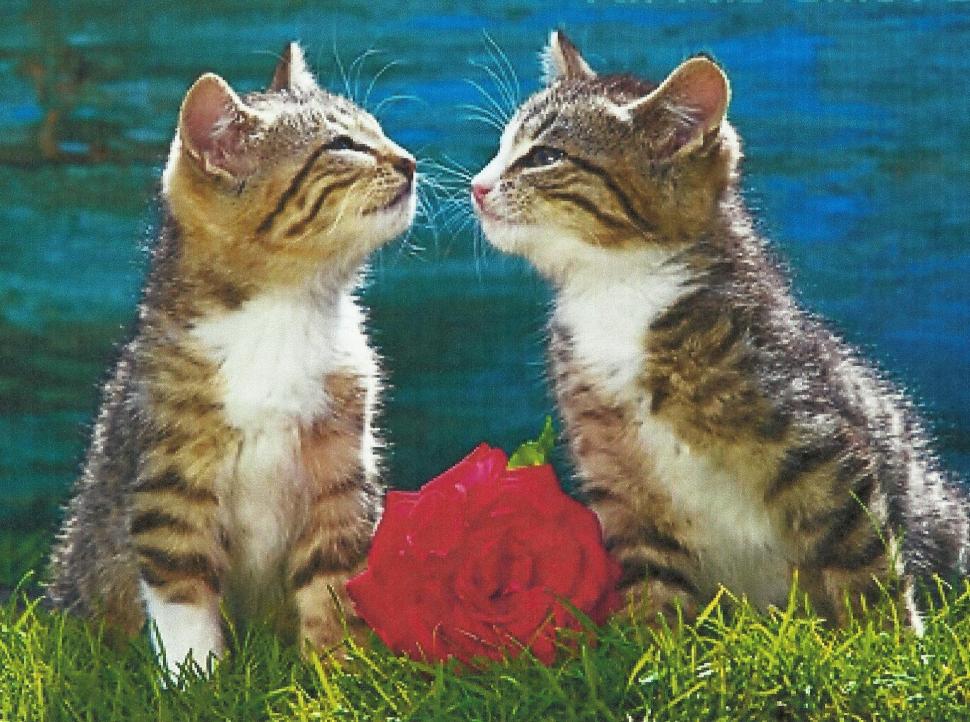 Two Kittens Kissing With A Rose wallpaper,rose HD wallpaper,cute HD wallpaper,kiteens HD wallpaper,feline HD wallpaper,grass HD wallpaper,green HD wallpaper,animals HD wallpaper,1946x1450 wallpaper