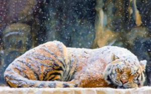 Art Paintings Tiger Winter Snow Flakes Picture Gallery wallpaper thumb